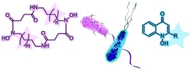 Graphical abstract: From pirates and killers: does metabolite diversity drive bacterial competition?