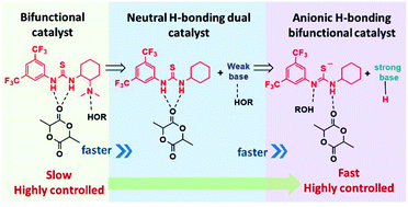 Graphical abstract: The mechanistic duality of (thio)urea organocatalysts for ring-opening polymerization