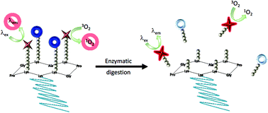 Graphical abstract: Cyclopeptidic photosensitizer prodrugs as proteolytically triggered drug delivery systems of pheophorbide A: part II – co-loading of pheophorbide A and black hole quencher