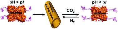 Graphical abstract: CO2-switchable response of protein microtubules: behaviour and mechanism