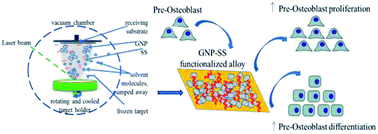 Graphical abstract: Graphene nanoplatelets-sericin surface-modified Gum alloy for improved biological response