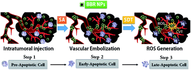 Graphical abstract: Berberine nanoparticles for promising sonodynamic therapy of a HeLa xenograft tumour