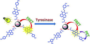 Graphical abstract: FRET and PET paired dual mechanistic carbon dots approach for tyrosinase sensing