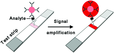 Graphical abstract: Enhancing the sensitivity of colorimetric lateral flow assay (CLFA) through signal amplification techniques