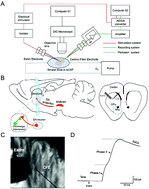 Graphical abstract: A method for recording the two phases of dopamine release in mammalian brain striatum slices