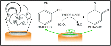 Graphical abstract: A sustainable amperometric biosensor for the analysis of ascorbic, benzoic, gallic and kojic acids through catechol detection. Innovation and signal processing