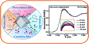 Graphical abstract: Unraveling the enzyme-like activity of heterogeneous single atom catalyst