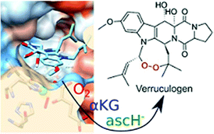 Graphical abstract: On the reaction mechanism of an endoperoxide ring formation by fumitremorgin B endoperoxidase. The right arrangement makes a difference