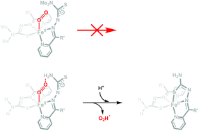 Graphical abstract: Proton-assisted air oxidation mechanisms of iron(ii) bis-thiosemicarbazone complexes at physiological pH: a kinetico-mechanistic study