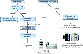 Graphical abstract: Preclinical studies on metal based anticancer drugs as enabled by integrated metallomics and metabolomics