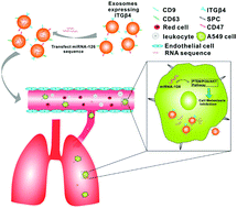 Graphical abstract: Use of lung-specific exosomes for miRNA-126 delivery in non-small cell lung cancer