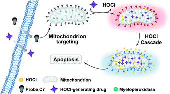 Graphical abstract: Evaluation of HOCl-generating anticancer agents by an ultrasensitive dual-mode fluorescent probe