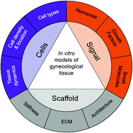 Graphical abstract: Biomaterial strategies to replicate gynecological tissue