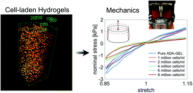 Graphical abstract: Mechanical properties of cell- and microgel bead-laden oxidized alginate-gelatin hydrogels