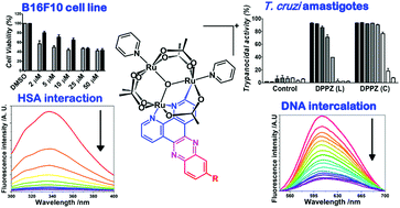 Graphical abstract: Anticancer and antitrypanosomal activities of trinuclear ruthenium compounds with orthometalated phenazine ligands