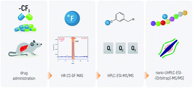 Graphical abstract: Molecular absorption and mass spectrometry for complementary analytical study of fluorinated drugs in animal organisms