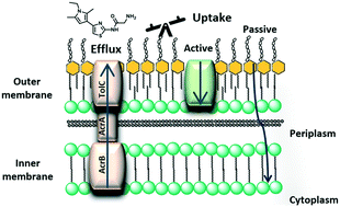 Graphical abstract: Assessment of the rules related to gaining activity against Gram-negative bacteria