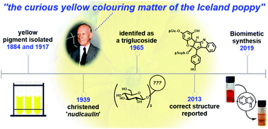 Graphical abstract: The curious yellow colouring matter of the Iceland poppy