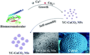 Graphical abstract: Cell-tailored calcium carbonate particles with different crystal forms from nanoparticle to nano/microsphere