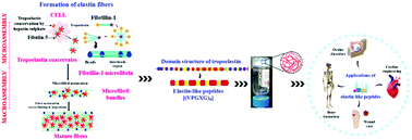 Graphical abstract: Elastin-inspired supramolecular hydrogels: a multifaceted extracellular matrix protein in biomedical engineering