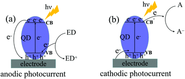 Graphical abstract: Detection signal amplification strategies at nanomaterial-based photoelectrochemical biosensors