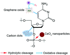 Graphical abstract: Cleaving DNA by nanozymes