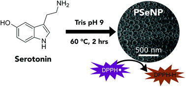 Graphical abstract: Size-controlled synthesis of bioinspired polyserotonin nanoparticles with free radical scavenging activity