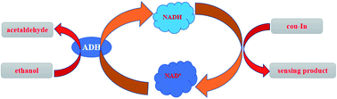 Graphical abstract: A novel ratiometric fluorescent probe from a hemicyanine derivative for detecting NAD(P)H in a cell microenvironment