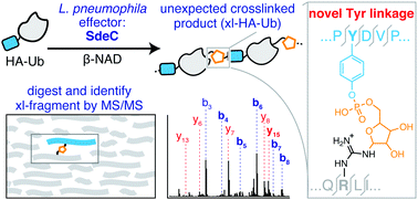 Graphical abstract: Members of the Legionella pneumophila Sde family target tyrosine residues for phosphoribosyl-linked ubiquitination