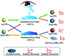 Graphical abstract: Emerging investigator series: chemical transformation of silver and zinc oxide nanoparticles in simulated human tear fluids: influence of biocoronae