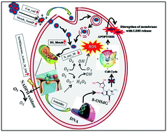 Graphical abstract: Assessment of toxicity of metal oxide and hydroxide nanoparticles using the QSAR modeling approach