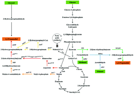 Graphical abstract: Recent advances in biological production of 1,3-propanediol: new routes and engineering strategies