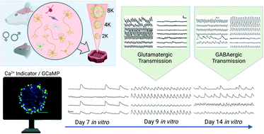 Graphical abstract: Cortical spheroids display oscillatory network dynamics