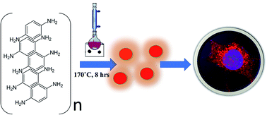 Graphical abstract: Water stable, red emitting, carbon nanoparticles stimulate 3D cell invasion via clathrin-mediated endocytic uptake