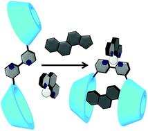 Graphical abstract: Allosteric binding of sodium deoxycholate by a bis(β-cyclodextrin)-2,2′-bipyridine receptor