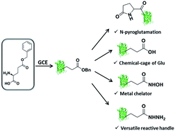 Graphical abstract: Diverse protein manipulations with genetically encoded glutamic acid benzyl ester