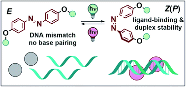 Graphical abstract: Rational design of a photoswitchable DNA glue enabling high regulatory function and supramolecular chirality transfer