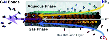 Graphical abstract: Electrochemically driven C–N bond formation from CO2 and ammonia at the triple-phase boundary