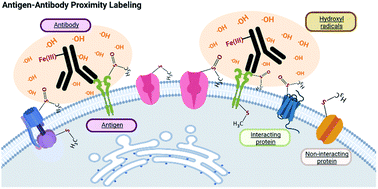 Graphical abstract: A proximity labeling method for protein–protein interactions on cell membrane