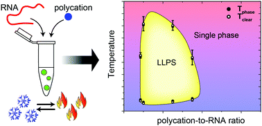 Graphical abstract: Temperature-dependent reentrant phase transition of RNA–polycation mixtures