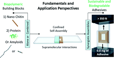 Graphical abstract: Chitin–amyloid synergism and their use as sustainable structural adhesives