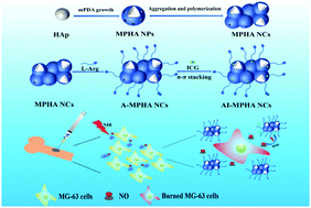 Graphical abstract: Mesoporous polydopamine-coated hydroxyapatite nano-composites for ROS-triggered nitric oxide-enhanced photothermal therapy of osteosarcoma