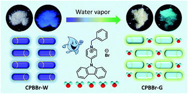 Graphical abstract: A pyridinium salt with crystalline phase transformation under water vapor and reversible mechanochromic luminescent properties