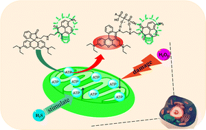 Graphical abstract: A tracer-type fluorescent probe for imaging adenosine triphosphate under the stresses of hydrogen sulfide and hydrogen peroxide in living cells