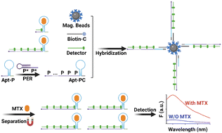 Graphical abstract: Ultrasensitive therapeutic drug monitoring of methotrexate by a structure-switching aptamer with cascade primer exchange reaction