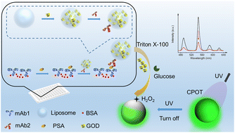 Graphical abstract: Glucose oxidase-encapsulated liposomes for amplified autofluorescence-free immunoassay of a prostate-specific antigen with photoluminescence of CePO4:Tb nanocrystals