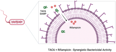 Graphical abstract: Polyaspartate-derived synthetic antimicrobial polymer enhances the activity of rifampicin against multidrug-resistant Pseudomonas aeruginosa infections