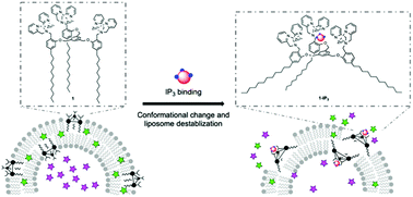 Graphical abstract: Liposome triggered content release through molecular recognition of inositol trisphosphate