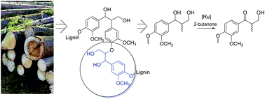 Graphical abstract: Selective modification of hydroxyl groups in lignin model compounds by ruthenium-catalyzed transfer hydrogenation