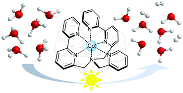 Graphical abstract: Recent findings and future directions in photosynthetic hydrogen evolution using polypyridine cobalt complexes